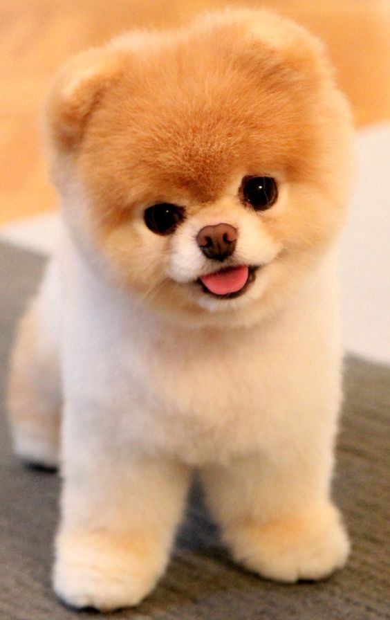 Hình nền Cute 43